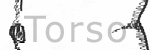 Torso